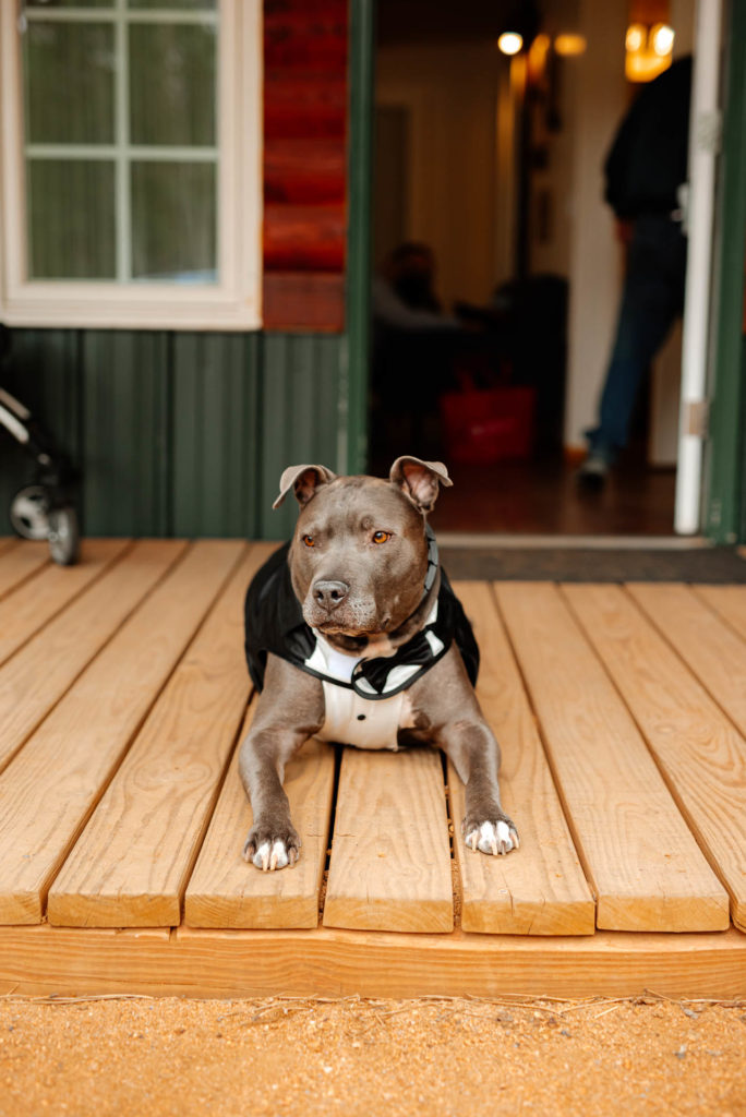 Wedgewood Weddings Mountain View Ranch Denver Colorado Conifer Rocky Mountains Elopement Dog Ring Bearer